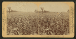 In the great corn fields of eastern Kansas, U.S.A.
