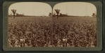 In the great corn fields of eastern Kansas, U.S.A.
