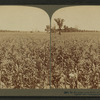 In the great corn fields of eastern Kansas, U.S.A.