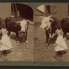 A little farmer girl and a splendid pair of Herefords -- bull and cow -- stock farm, Kansas.
