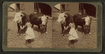A little farmer girl and a splendid pair of Herefords -- bull and cow -- stock farm, Kansas.