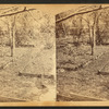 Kansas grasshoppers