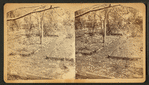 Kansas grasshoppers