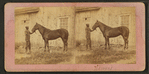 Horse named Almont.