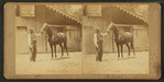 Horse named Asteroid.