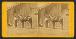 Horse named Australian.