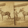 Horse hamed] Belmont.
