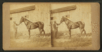 Horse hamed Belmont.