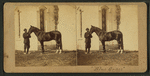 Horse named Blue Grass.