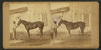 Horse named Hermosa.