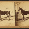 Horse named] Mambrino Patchen.