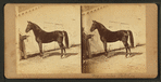 Horse named Mambrino Patchen.