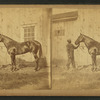 Horse named] Woodford Mambrino.