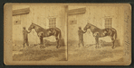 Horse named Woodford Mambrino.
