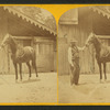 Asteroid. (Race horse.)