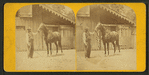 Asteroid. (Race horse.)