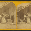 Lexington. (Race horse.)