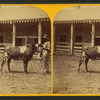 9th Dutchess. (Short horn Durham.)