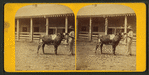 9th Dutchess. (Short horn Durham.)