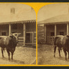 12th Duke. (Short horn Durham.)