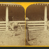 Dolly Clay. (Alderney, Calif.)