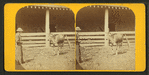 Dolly Clay. (Alderney, Calif.)