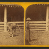Dolly Clay. (Alderney, Calif.)