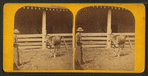 Dolly Clay. (Alderney, Calif.)