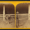 Dolly Clay. (Alderney, Calif.)