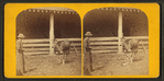Dolly Clay. (Alderney, Calif.)