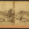 Loading cotton, New Orleans, U.S.A.