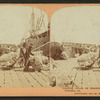 Loading cotton on steamers, on the levee, New Orleans, La.