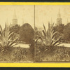Century plant, French Catherdral, N.O. La.