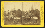 Century plant, French Catherdral, N.O. La.