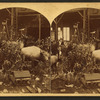 Dakota animals in the the Government and States building.