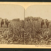 Sugar Cane Plantation, Louisiana.