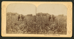 Sugar Cane Plantation, Louisiana.
