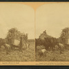 Sugar cane plantation, loading cane, Louisiana, U.S.A.