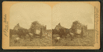 Sugar cane plantation, loading cane, Louisiana, U.S.A.