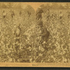 Away down among the cotton and coons, U.S.A.