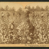 Away down among "de cotton and de coons," Louisiana, U.S.A.