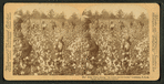Away down among "de cotton and de coons," Louisiana, U.S.A.