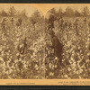 Away down among "de cotton and de coons," Louisiana, U.S.A.