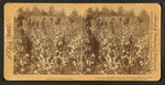 Away down among "de cotton and de coons," Louisiana, U.S.A.