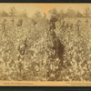 Away down among "de cotton and de coons," Louisiana, U.S.A.