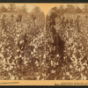 Away down among "de cotton and de coons," Louisiana, U.S.A.