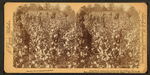 Away down among "de cotton and de coons," Louisiana, U.S.A.