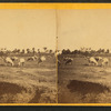 View of sheep.