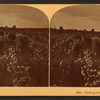 Picking cotton, Louisiana.