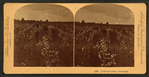 Picking cotton, Louisiana.